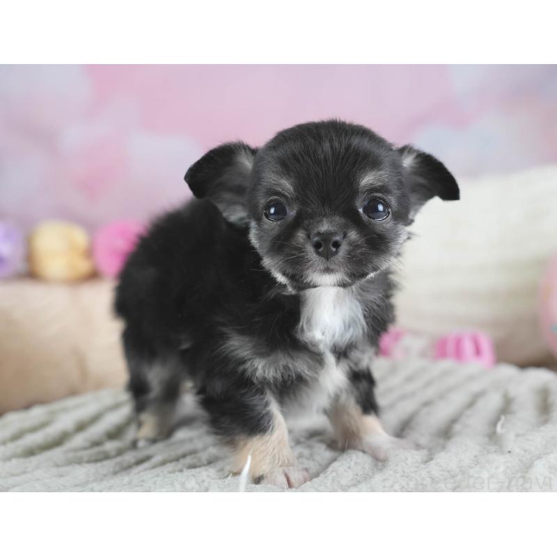 販売中の埼玉県のチワワ(ロングコート)-437462の8枚目