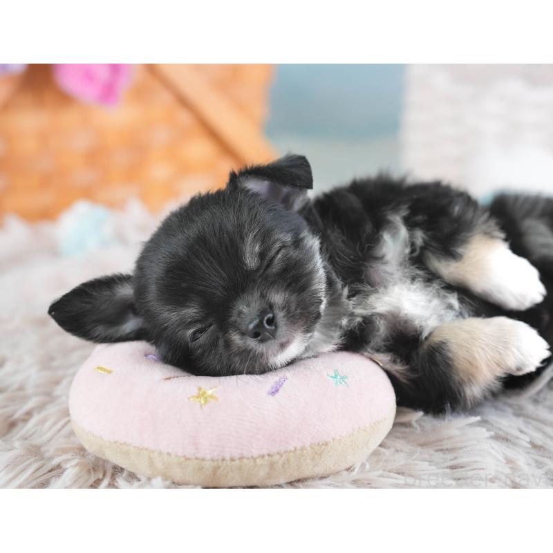 販売中の埼玉県のチワワ(ロングコート)-437462の7枚目