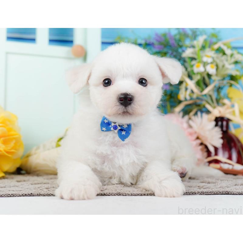 販売中の神奈川県のビションフリーゼ-437744の12枚目