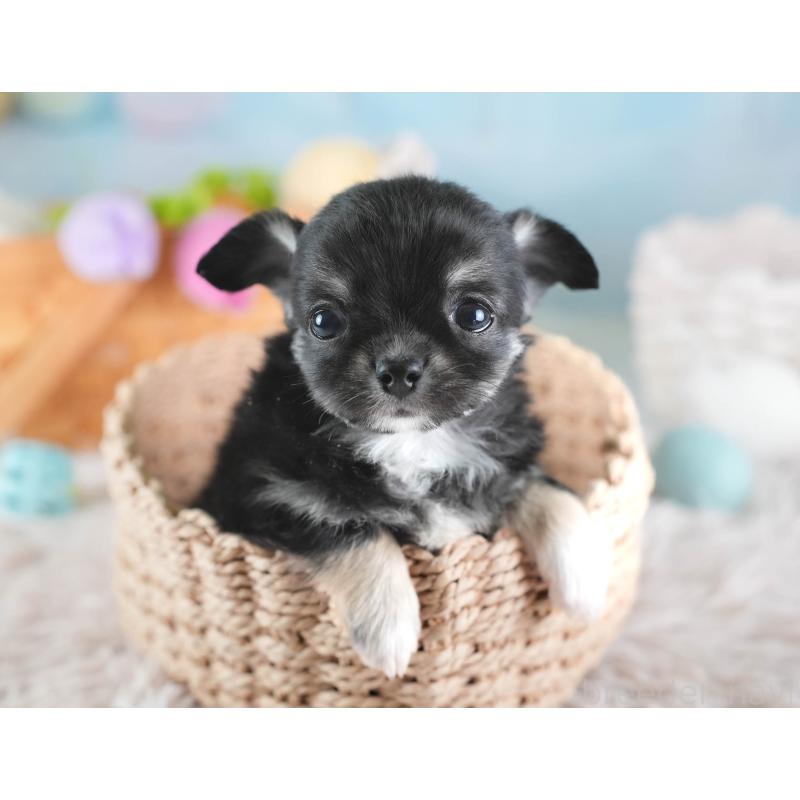 販売中の埼玉県のチワワ(ロングコート)-437462の6枚目