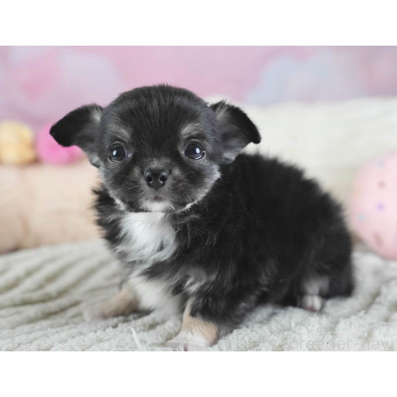 販売中の埼玉県のチワワ(ロングコート)-437462の5枚目