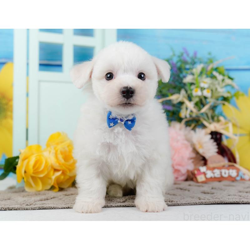 販売中の神奈川県のビションフリーゼ-437744の11枚目