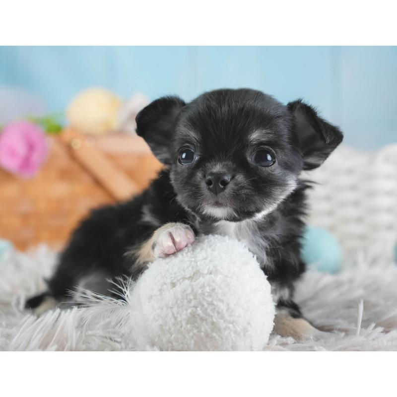 販売中の埼玉県のチワワ(ロングコート)-437462の4枚目