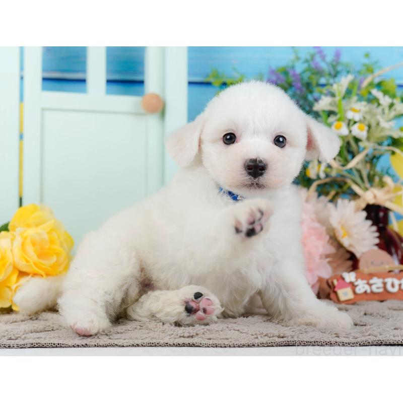 販売中の神奈川県のビションフリーゼ-437744の10枚目