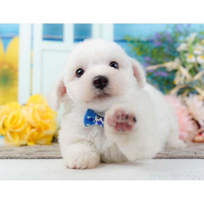 販売中の神奈川県のビションフリーゼ-437744の9枚目