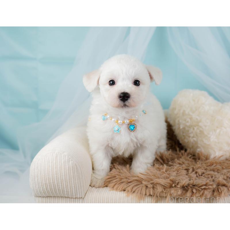 販売中の神奈川県のビションフリーゼ-437744の8枚目