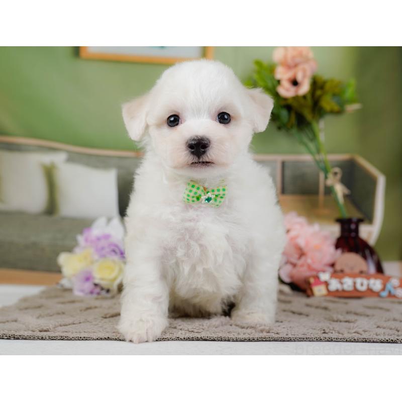 販売中の神奈川県のビションフリーゼ-437743の15枚目