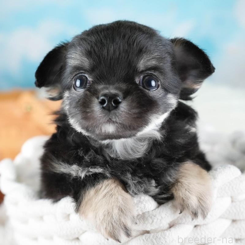 販売中の埼玉県のチワワ(ロングコート)-437461