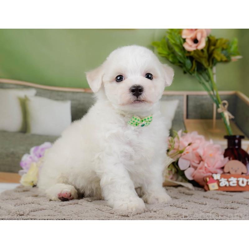 販売中の神奈川県のビションフリーゼ-437743の14枚目