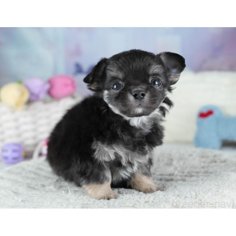 販売中の埼玉県のチワワ(ロングコート)-437461の11枚目