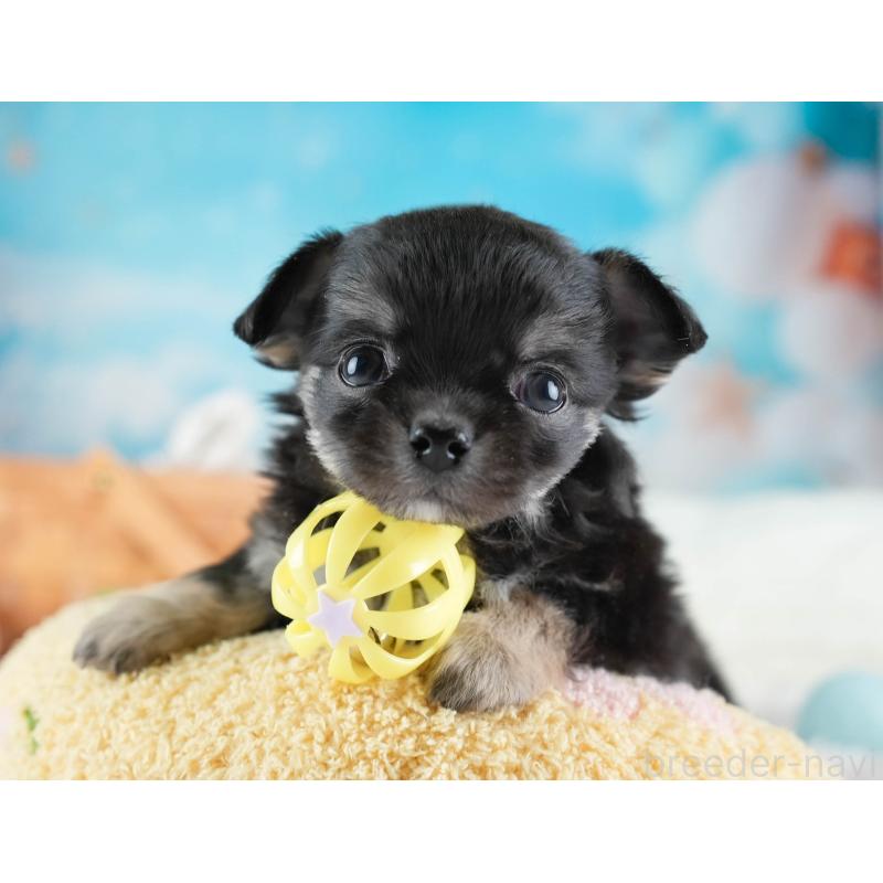 販売中の埼玉県のチワワ(ロングコート)-437461の10枚目