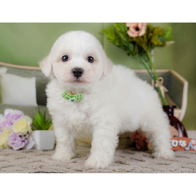 販売中の神奈川県のビションフリーゼ-437743の13枚目