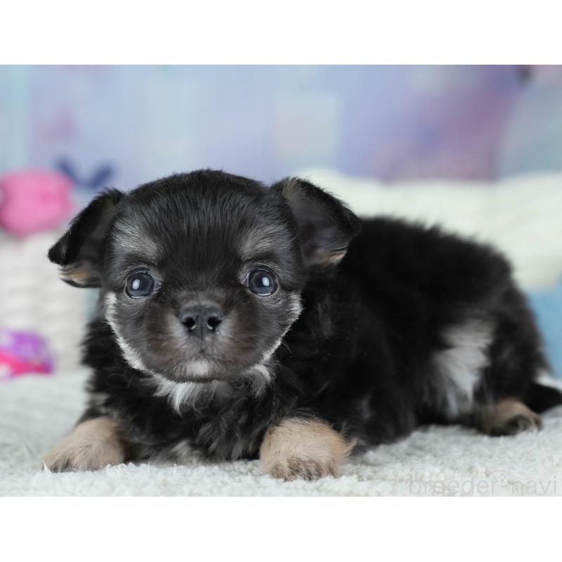 販売中の埼玉県のチワワ(ロングコート)-437461の8枚目