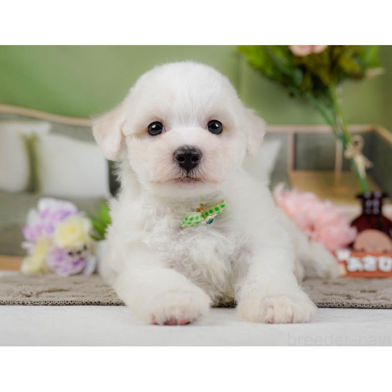 販売中の神奈川県のビションフリーゼ-437743の12枚目