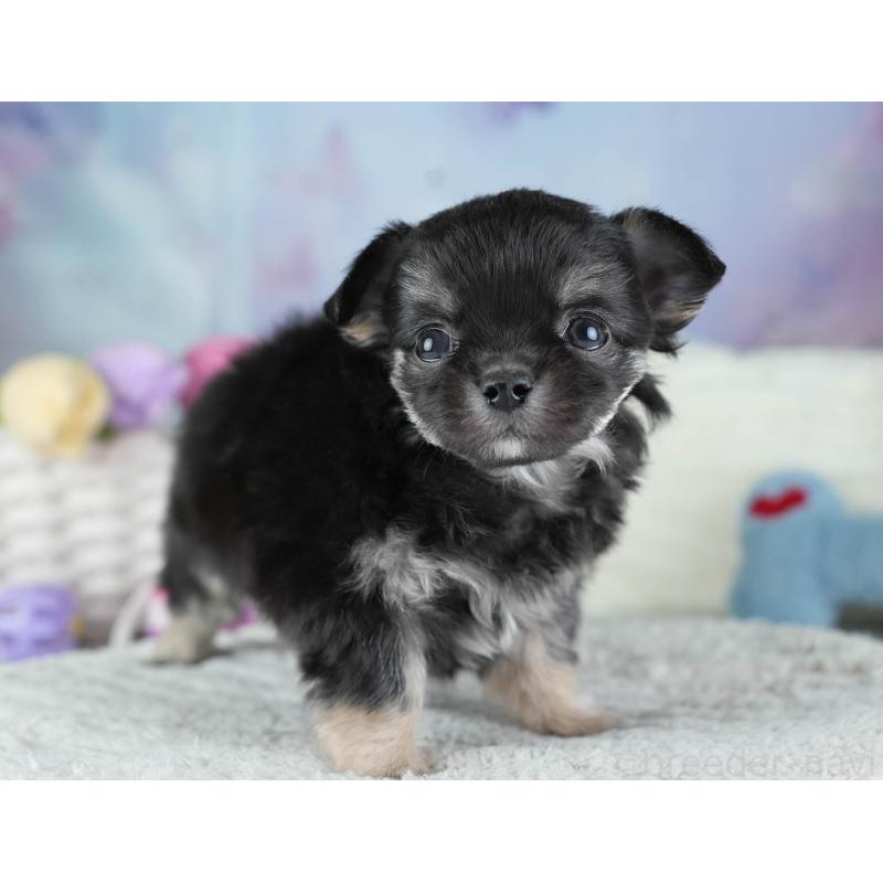 販売中の埼玉県のチワワ(ロングコート)-437461の7枚目