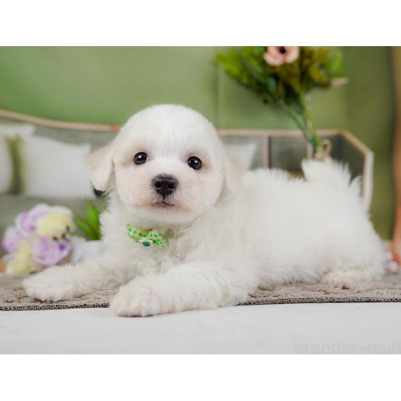 販売中の神奈川県のビションフリーゼ-437743の11枚目