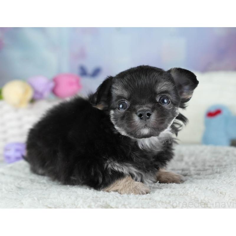 販売中の埼玉県のチワワ(ロングコート)-437461の5枚目