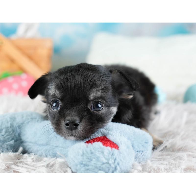 販売中の埼玉県のチワワ(ロングコート)-437461の4枚目