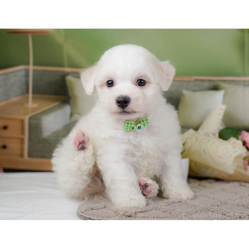 販売中の神奈川県のビションフリーゼ-437743の10枚目