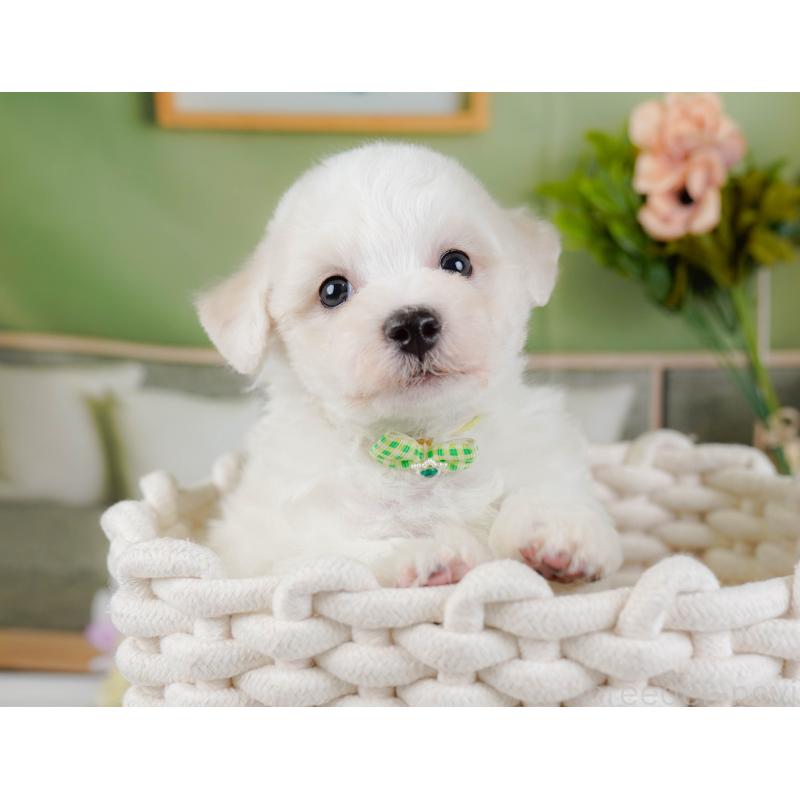 販売中の神奈川県のビションフリーゼ-437743の9枚目