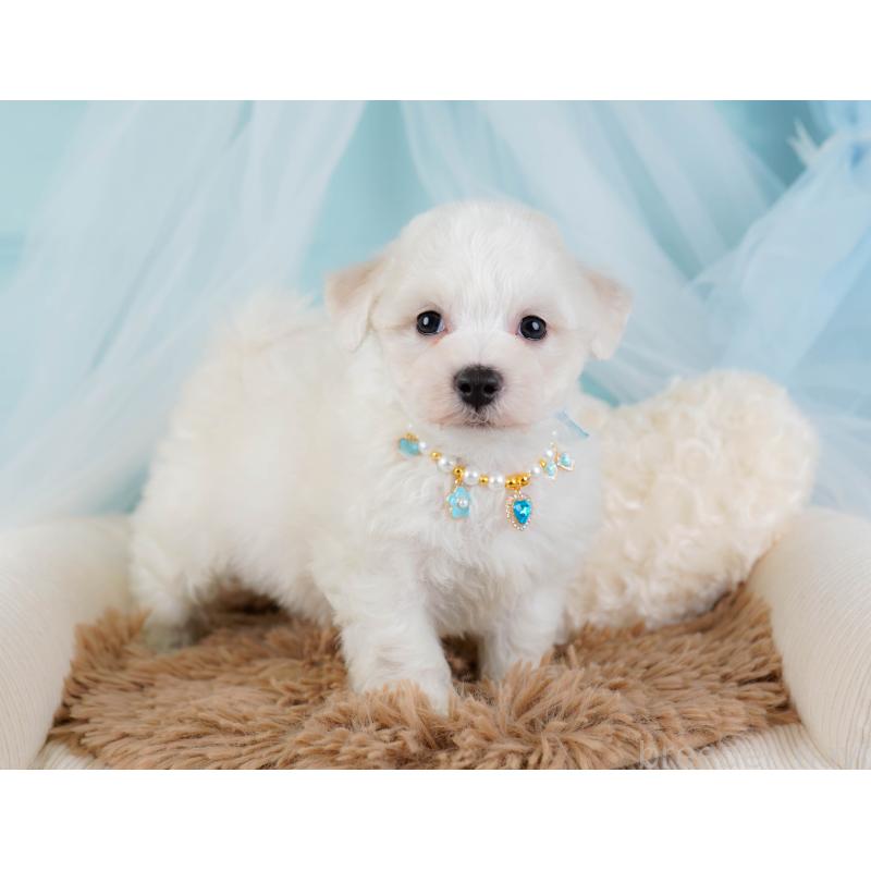 販売中の神奈川県のビションフリーゼ-437743の8枚目