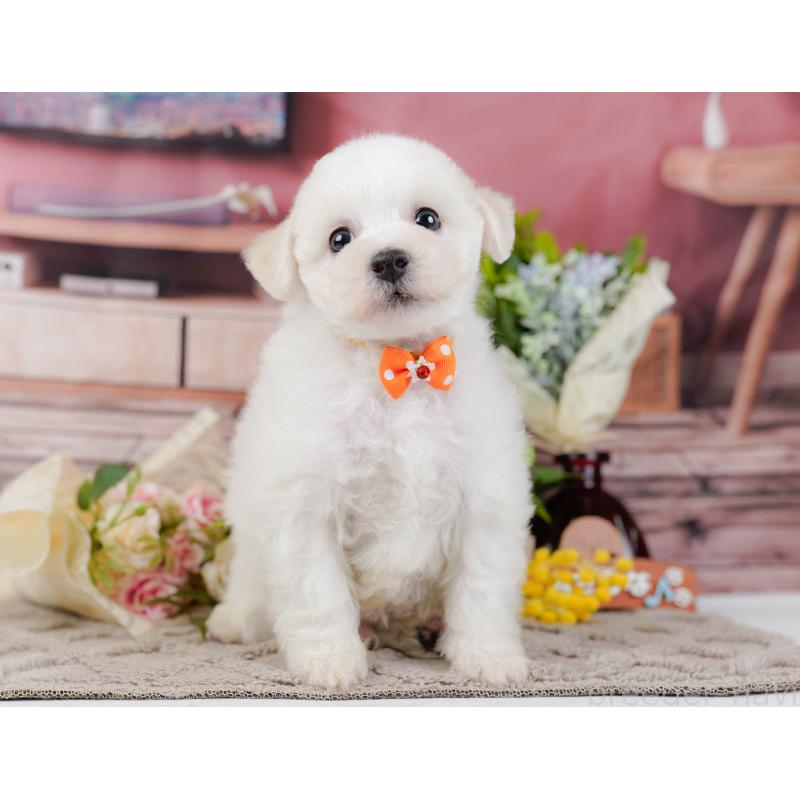 販売中の神奈川県のビションフリーゼ-437742の15枚目