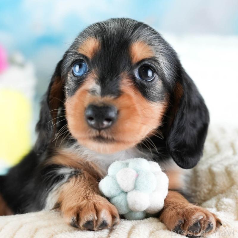 販売中の埼玉県のミニチュアダックスフンド(ロングヘアード)-437460