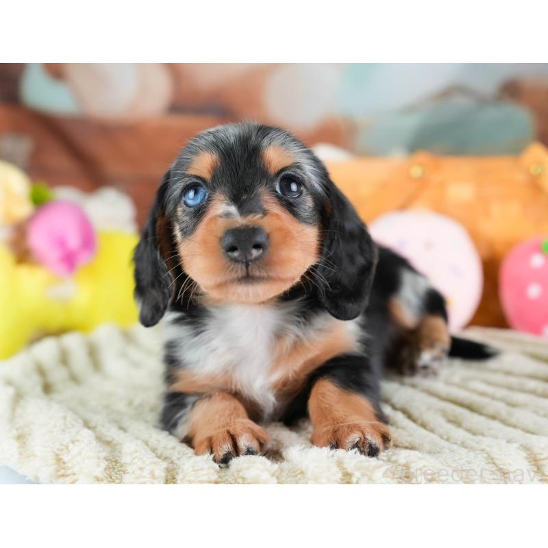 販売中の埼玉県のミニチュアダックスフンド(ロングヘアード)-437460の11枚目