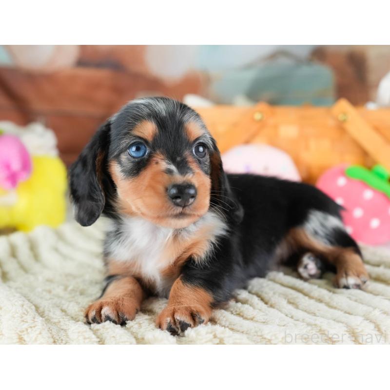 販売中の埼玉県のミニチュアダックスフンド(ロングヘアード)-437460の10枚目