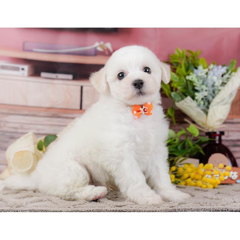 販売中の神奈川県のビションフリーゼ-437742の14枚目