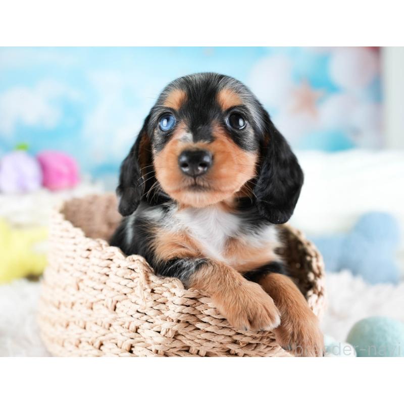 販売中の埼玉県のミニチュアダックスフンド(ロングヘアード)-437460の9枚目