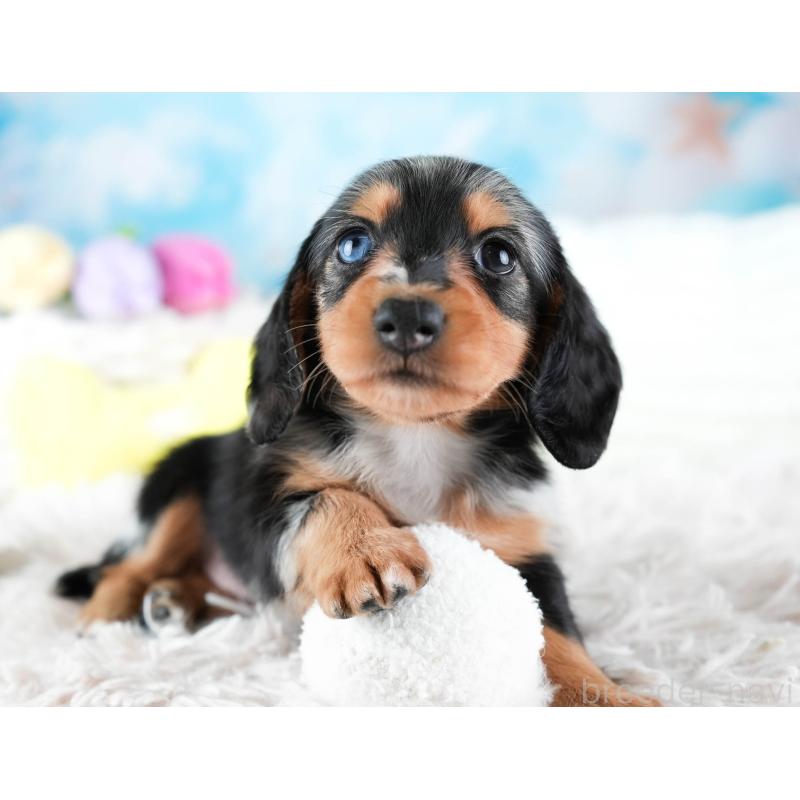 販売中の埼玉県のミニチュアダックスフンド(ロングヘアード)-437460の8枚目