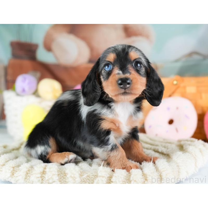 販売中の埼玉県のミニチュアダックスフンド(ロングヘアード)-437460の7枚目