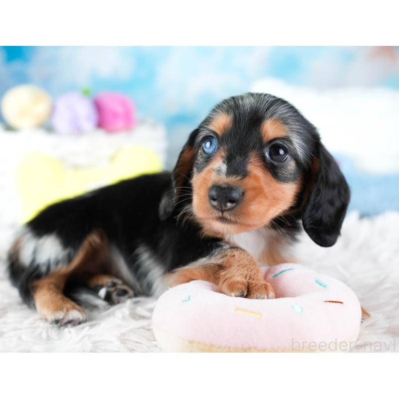 販売中の埼玉県のミニチュアダックスフンド(ロングヘアード)-437460の6枚目