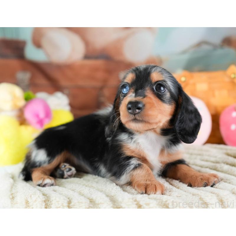 販売中の埼玉県のミニチュアダックスフンド(ロングヘアード)-437460の5枚目