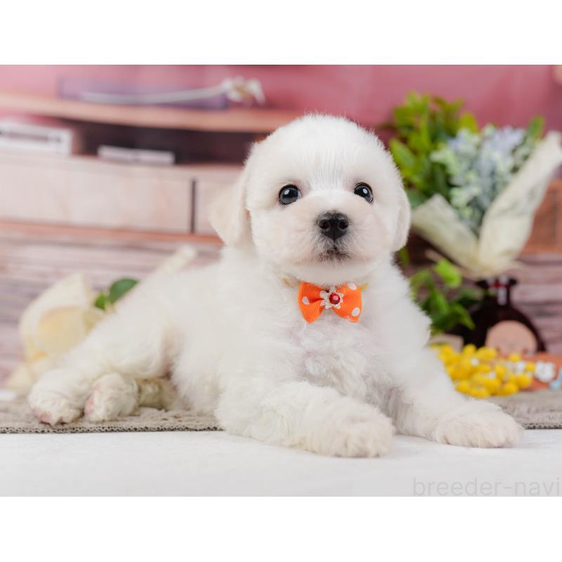 販売中の神奈川県のビションフリーゼ-437742の12枚目