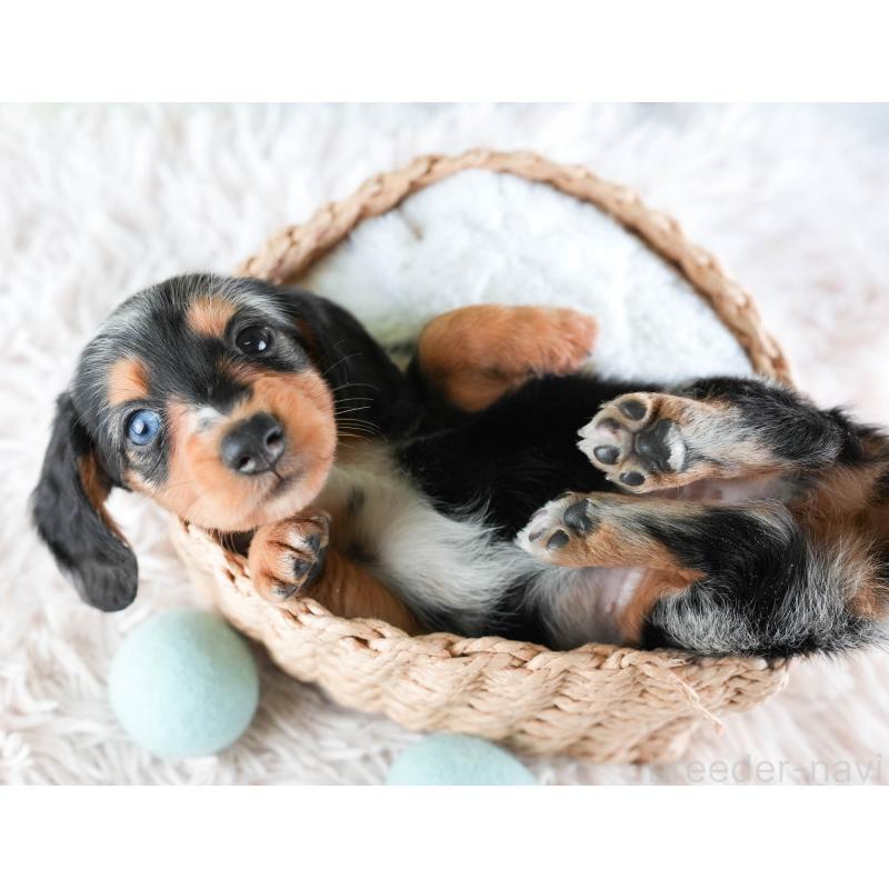 販売中の埼玉県のミニチュアダックスフンド(ロングヘアード)-437460の4枚目