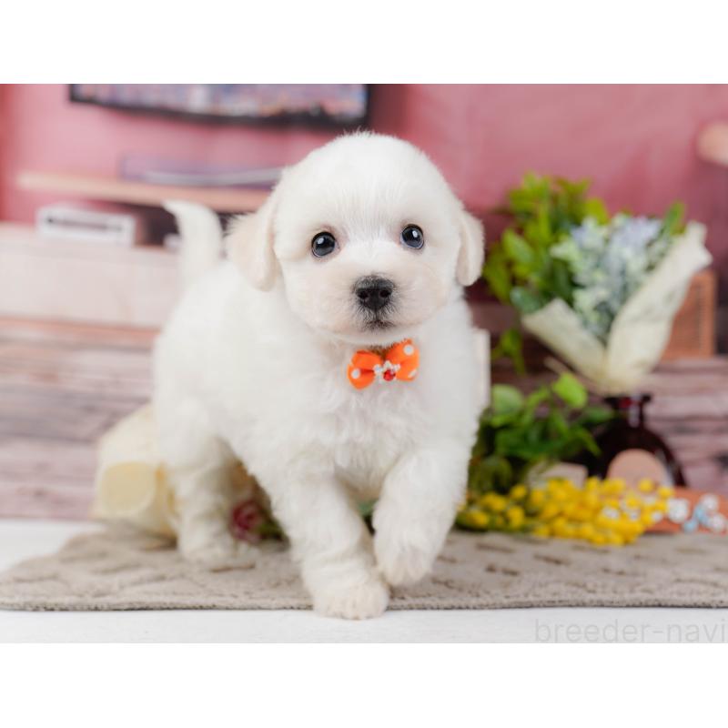 販売中の神奈川県のビションフリーゼ-437742の11枚目