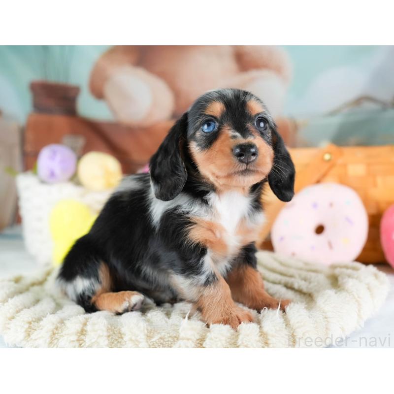 販売中の埼玉県のミニチュアダックスフンド(ロングヘアード)-437460の3枚目