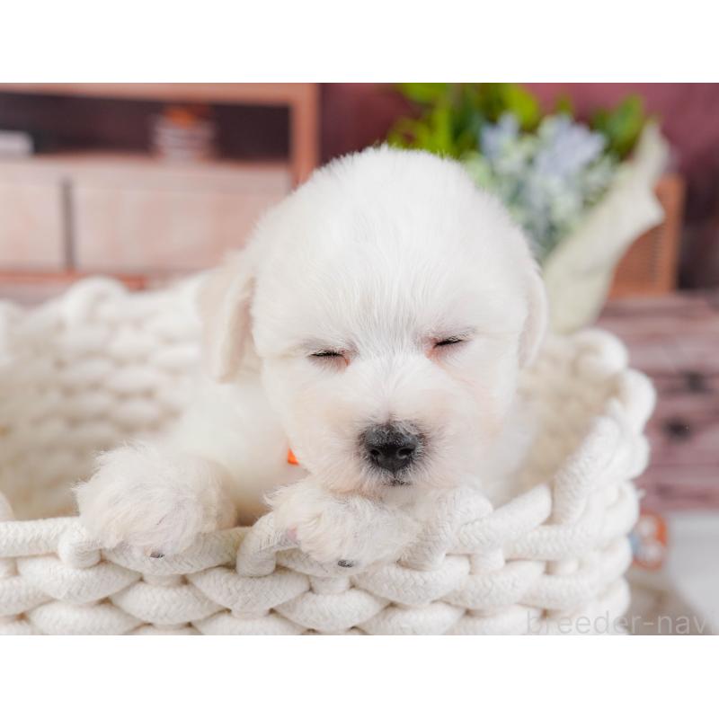 販売中の神奈川県のビションフリーゼ-437742の10枚目