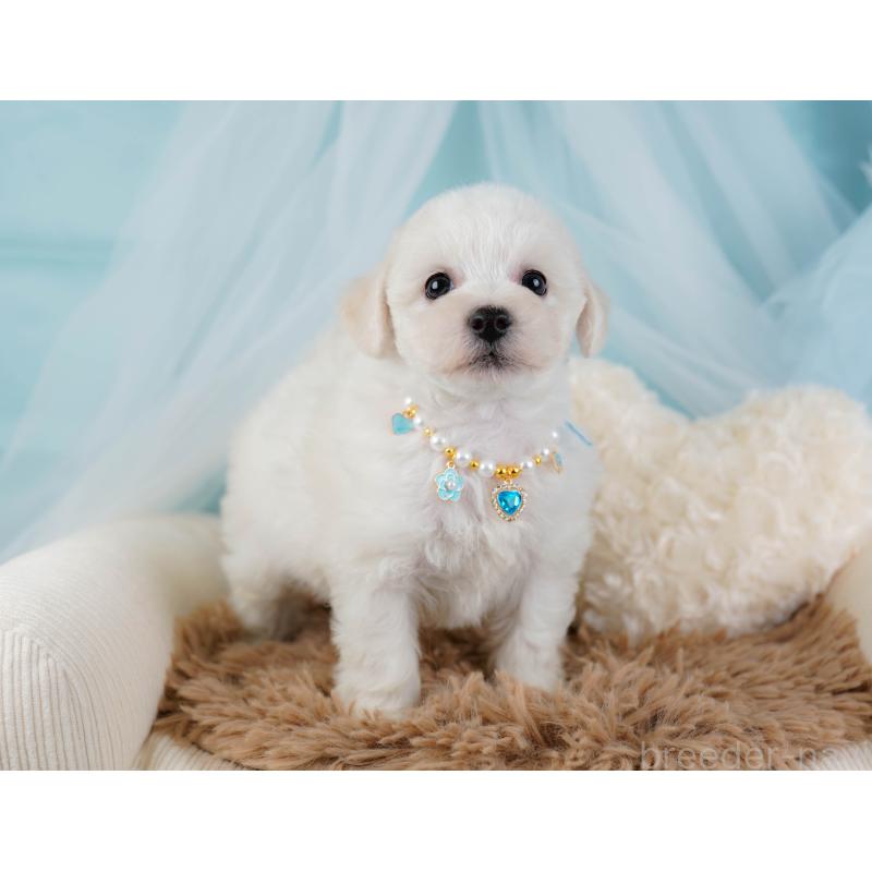 販売中の神奈川県のビションフリーゼ-437742の8枚目