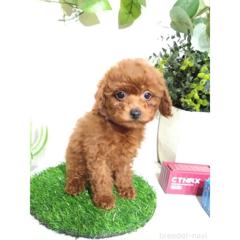 販売中の三重県のタイニープードル-431838の10枚目