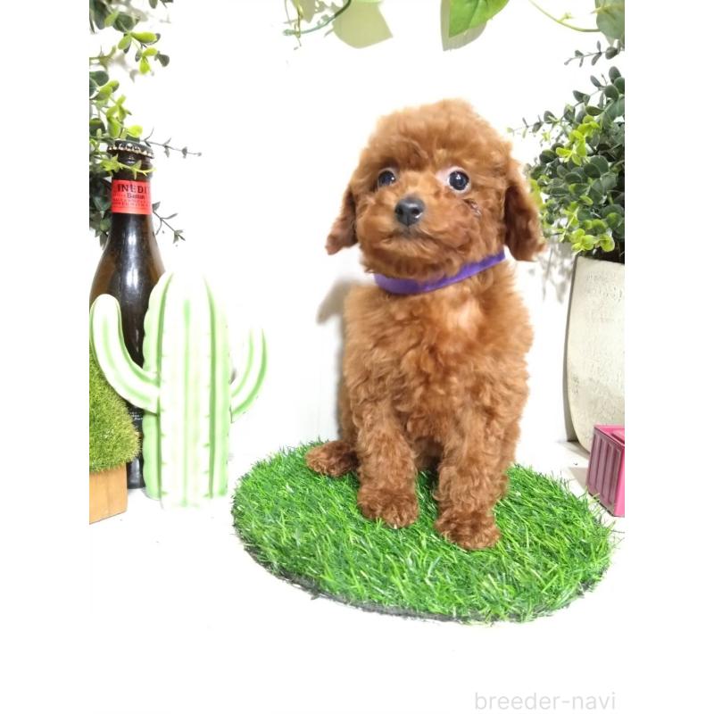 販売中の三重県のタイニープードル-431838の9枚目