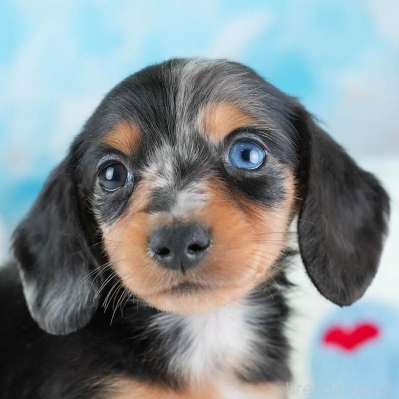 販売中の埼玉県のミニチュアダックスフンド(ロングヘアード)-437459