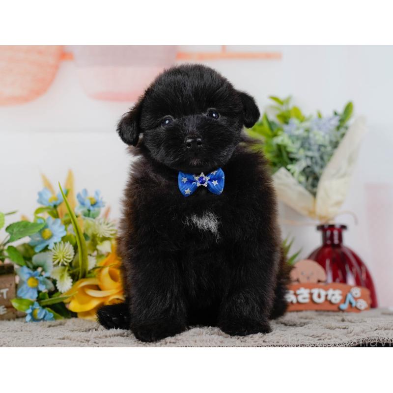 販売中の神奈川県のポメプー:ポメラニアン×トイプードル-437739の15枚目