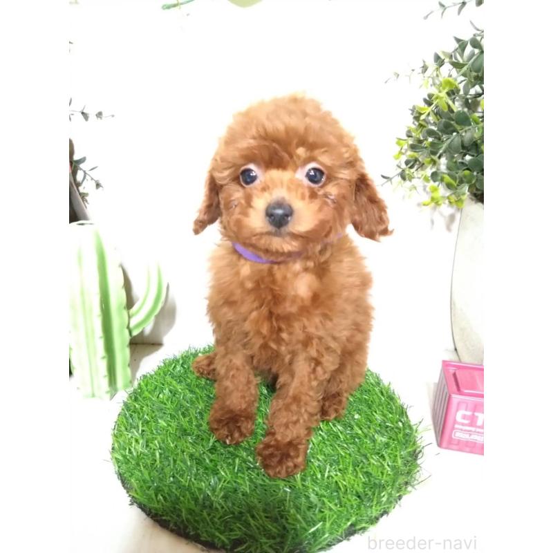 販売中の三重県のタイニープードル-431838の8枚目