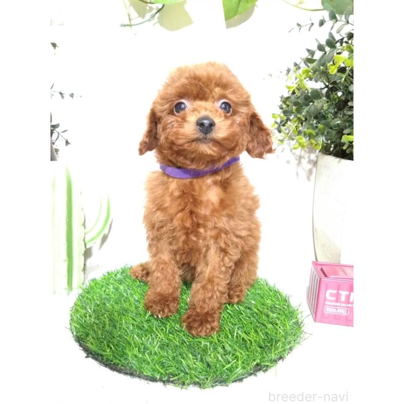 販売中の三重県のタイニープードル-431838の7枚目