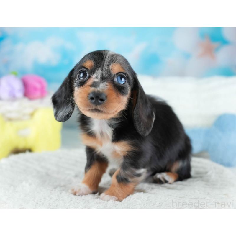 販売中の埼玉県のミニチュアダックスフンド(ロングヘアード)-437459の11枚目