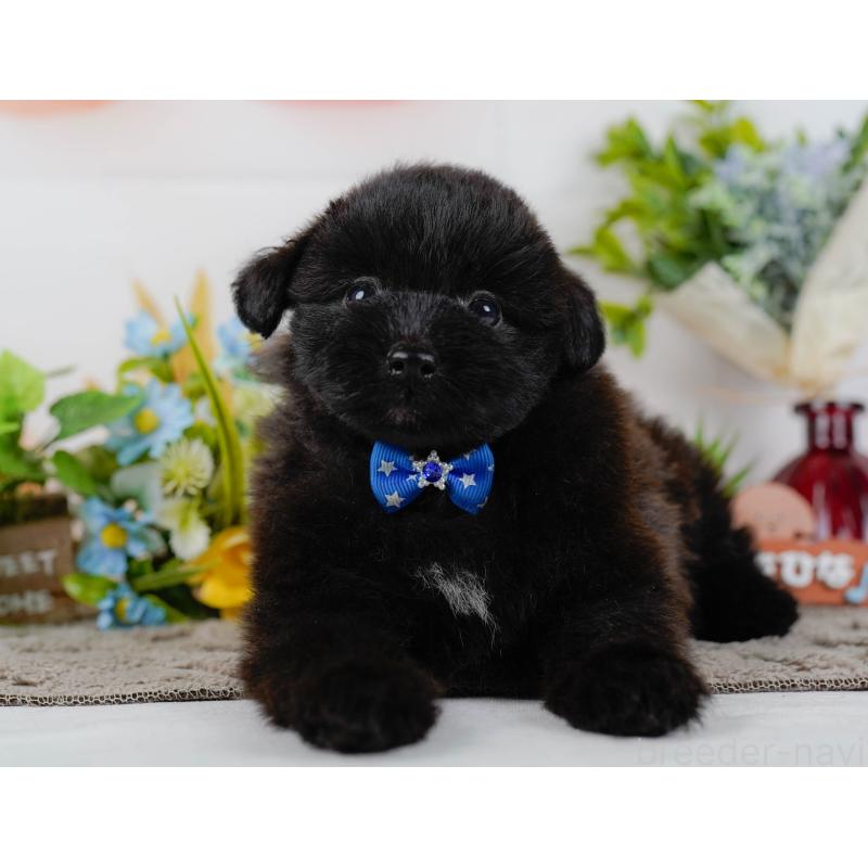 販売中の神奈川県のポメプー:ポメラニアン×トイプードル-437739の14枚目