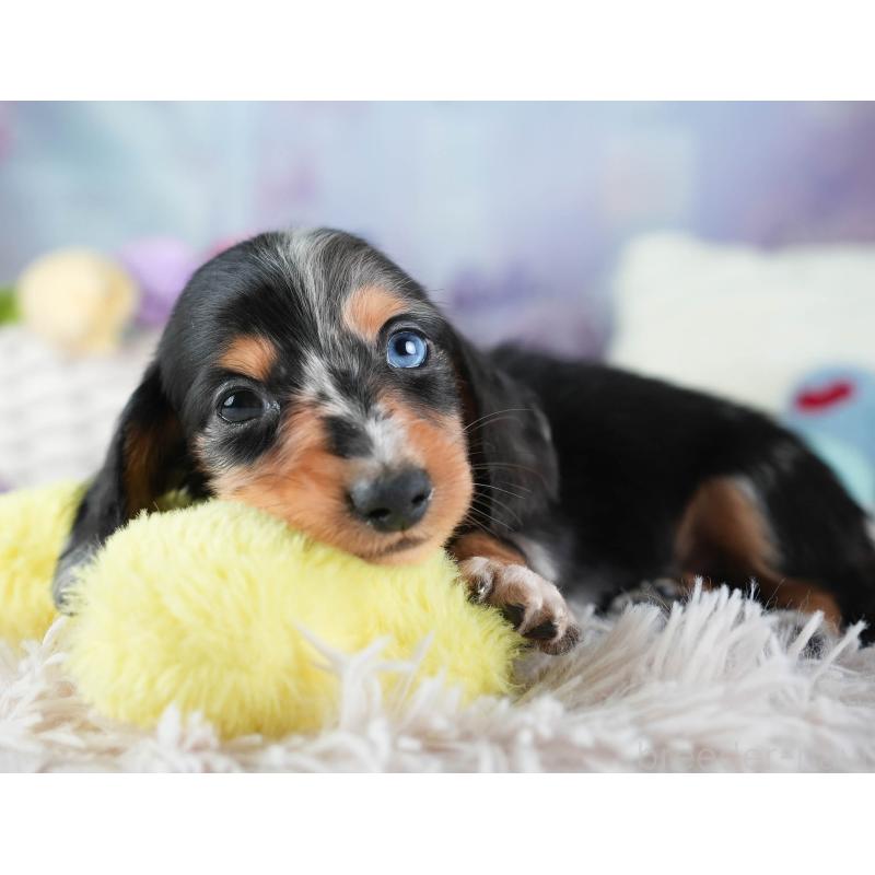 販売中の埼玉県のミニチュアダックスフンド(ロングヘアード)-437459の10枚目